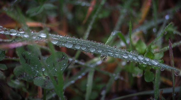 Photo close-up of water drops on stem