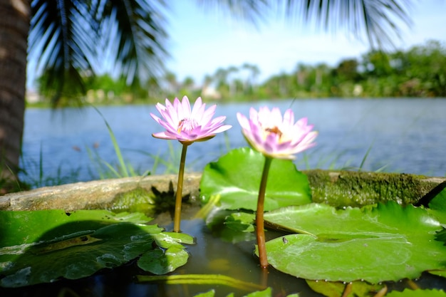 Close-up of water lily in lake