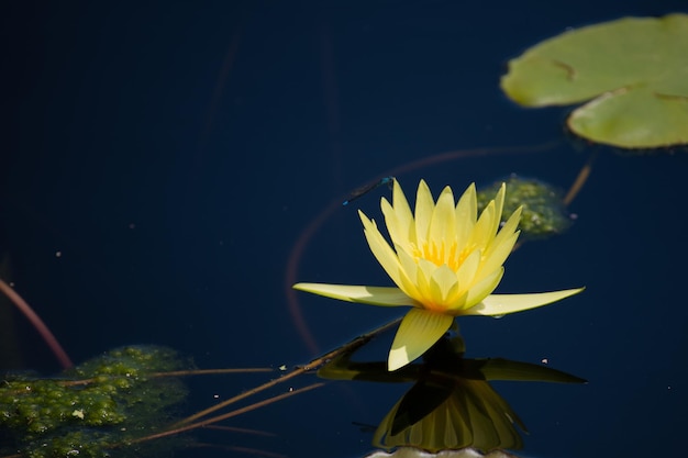 Photo close-up of water lily in lake