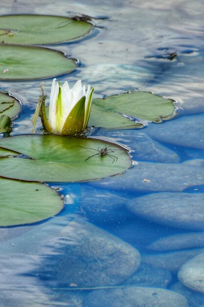 Close-up of water lily in lake