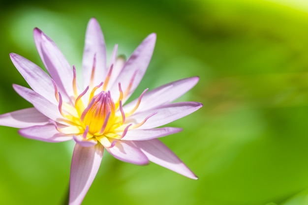 close up waterlily flower