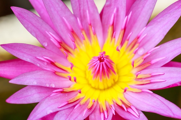 Close up Waterlily in garden pond