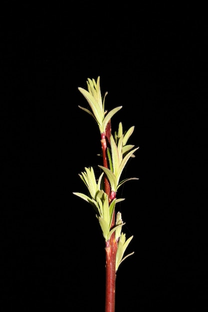 Close up weeping  willow on black background â Royalty Free Stock photo. Blooming  osier on dark sky with copy space.