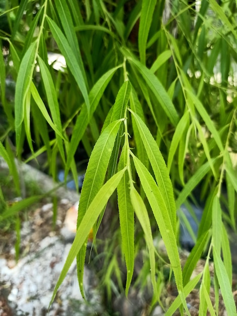 A close up of a weeping willow plant with green leaves