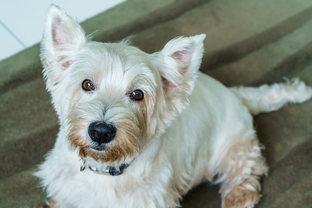 Close up West Highland White Terrier or Westie