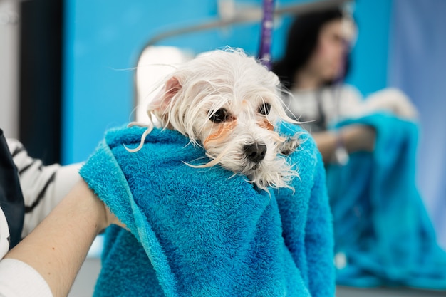 Photo close-up of a wet bolonka bolognese wrapped in a blue towel on a table at a veterinary clinic.  small dog was washed before shearing