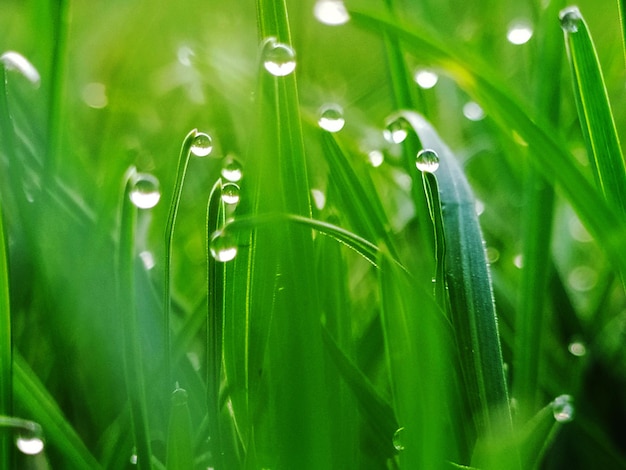 Close-up of wet grass