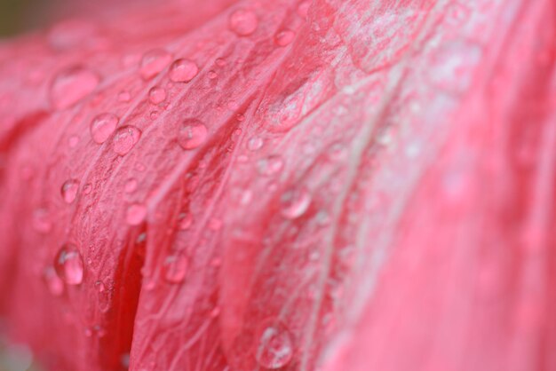 Photo close-up of wet pink flower