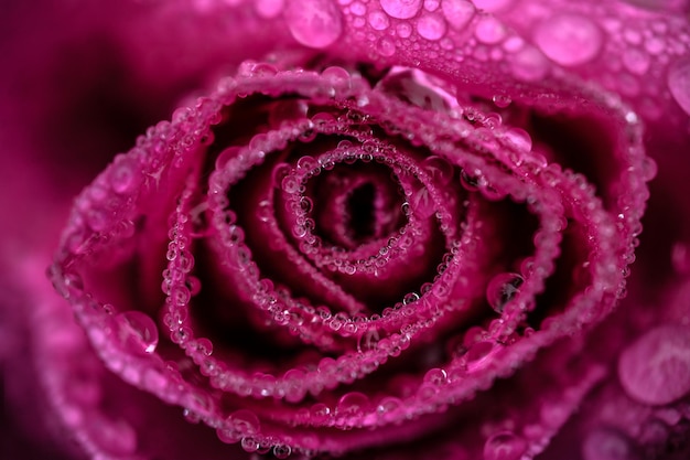 Photo close-up of wet pink rose flower