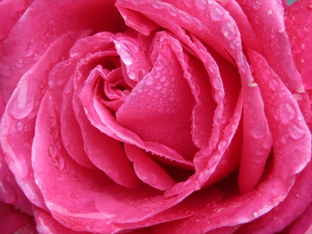 Photo close-up of wet pink rose