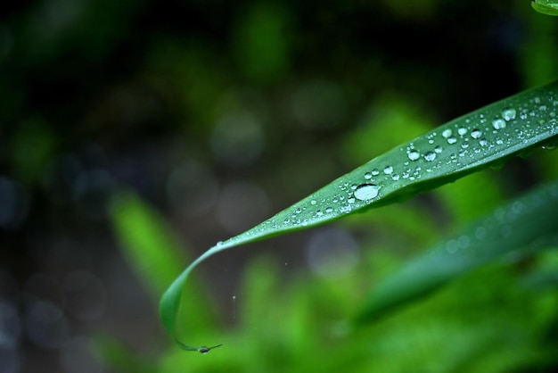 Photo close-up of wet plant leaves during rainy season