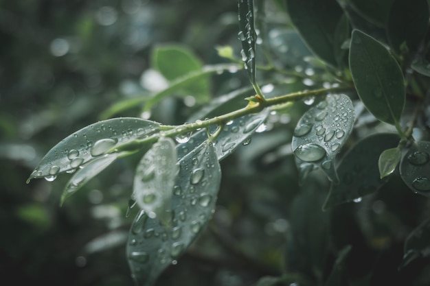 Photo close-up of wet plant leaves during rainy season