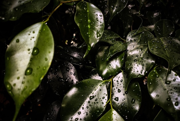 Photo close-up of wet plant