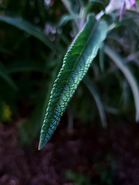 Close-up of wet plant