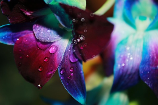 Photo close-up of wet purple flower