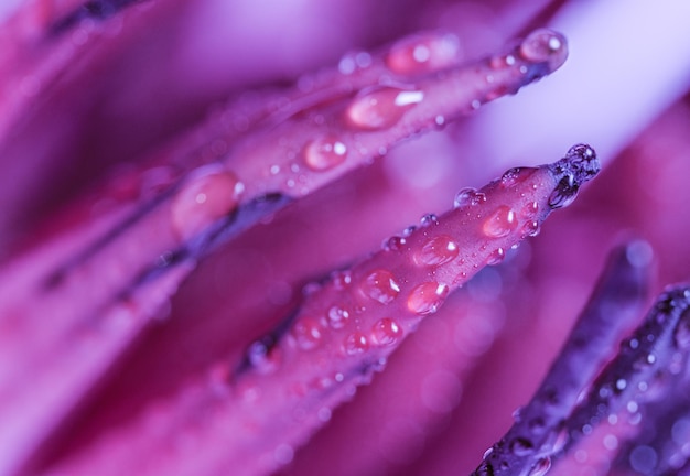 Photo close-up of wet purple flower