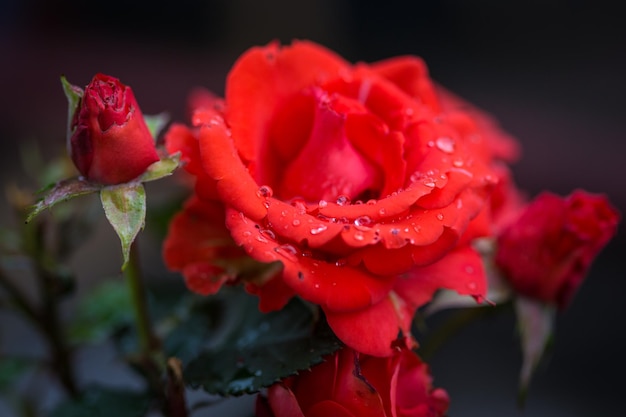 Close-up of wet red rose blooming outdoors