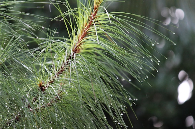 Close-up of wet spider web