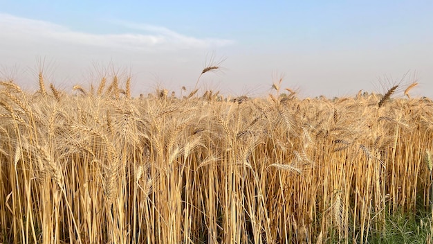 Close up of wheat ears on light wind at sunny day Wheat agriculture harvesting agribusiness