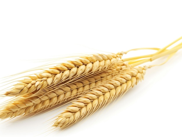 A close up of wheat ears on a white background