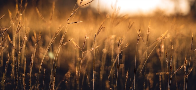 Close-up of wheat field against sky during sunset