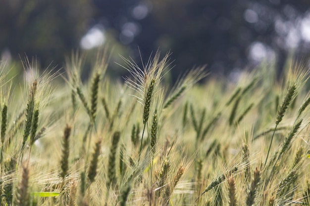 close up of wheat field background