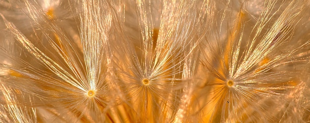 Photo close up of a wheat field with the sun behind it