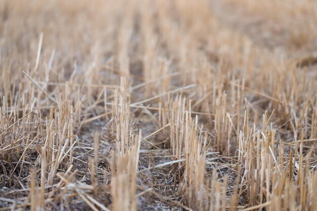 Photo close-up of wheat field