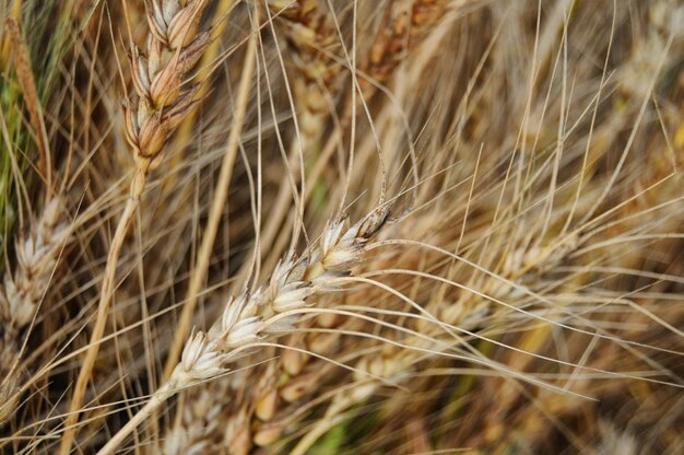 Close-up of wheat field