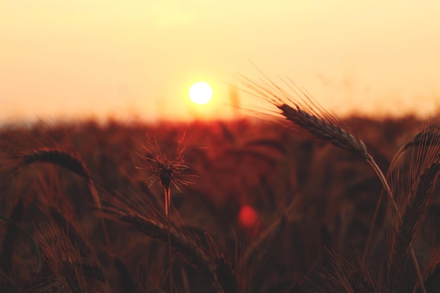 Photo close-up of wheat growing on field at sunset