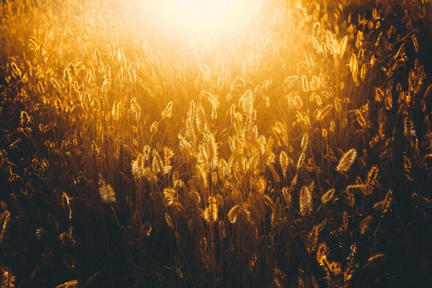 Photo close-up of wheat growing on field at sunset