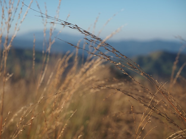 Close-up of wheat growing on field