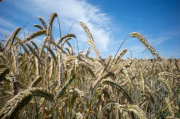 Close-up of wheat growing on field