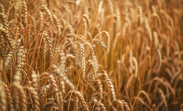 Close-up of wheat growing on field