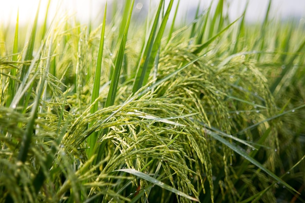 Close-up of wheat growing on field