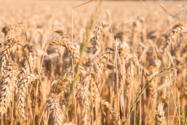 Close-up of wheat growing on field