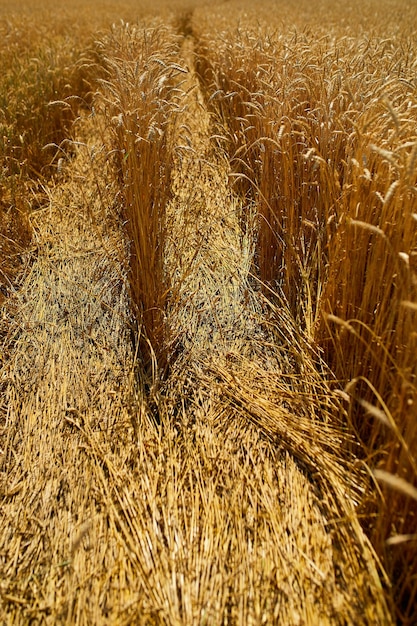 Close up wheat harvest wheat field background in the sun day summer