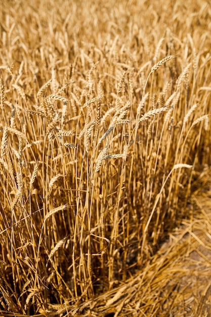 Close up wheat harvest wheat field background in the sun day summer