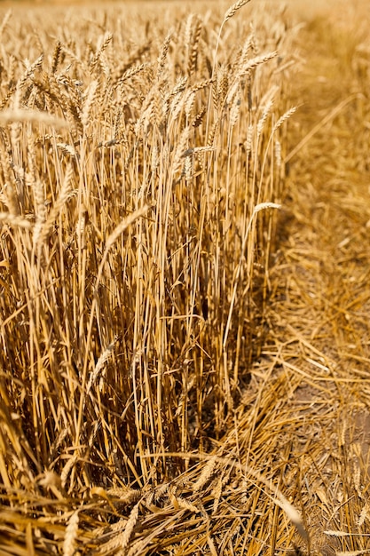 Close up wheat harvest wheat field background in the sun day summer