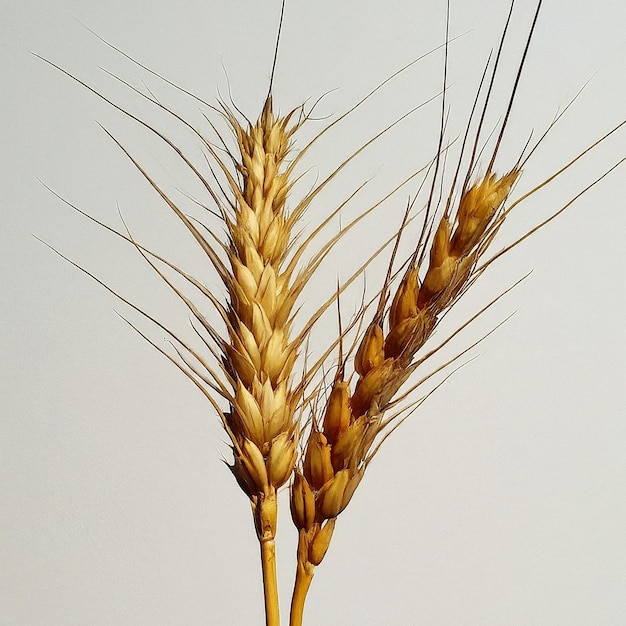 a close up of a wheat stalk with the word wheat on it