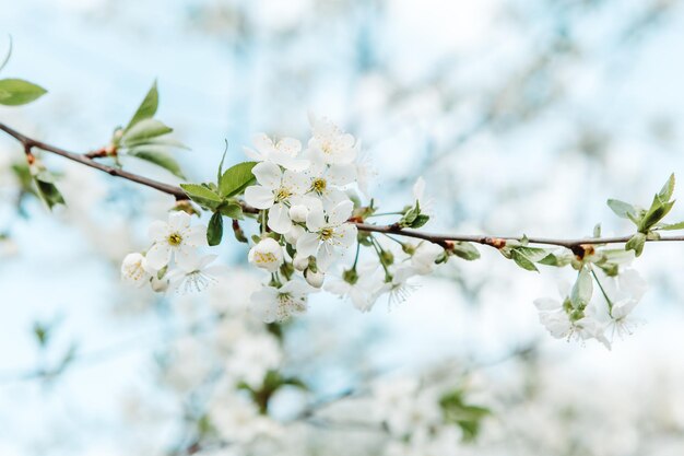 Close up white blossoming tree. Cherry, Apple, Sakura orchard. Spring leaves, organic plant, blossom