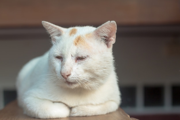 Close up of white cat, Soft focus image.