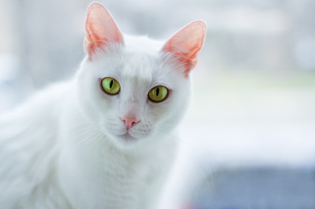 Close up on white cat with yellow eyes