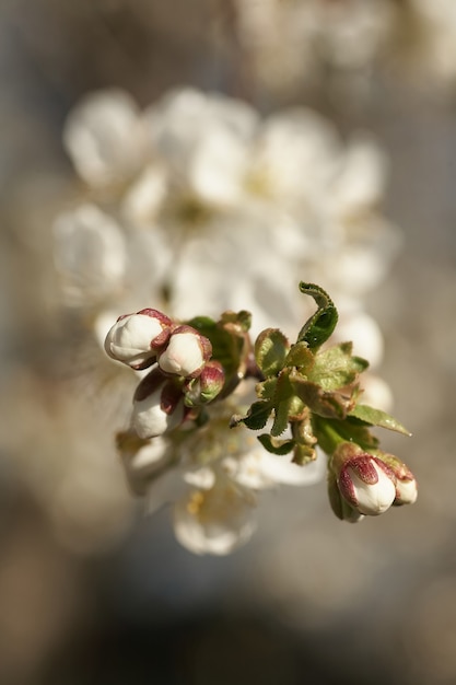 Close up white cherry blossom tree in the spring