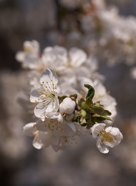 Close up white cherry blossom tree in the spring