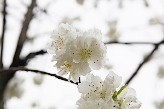 Photo close-up of white cherry blossom tree