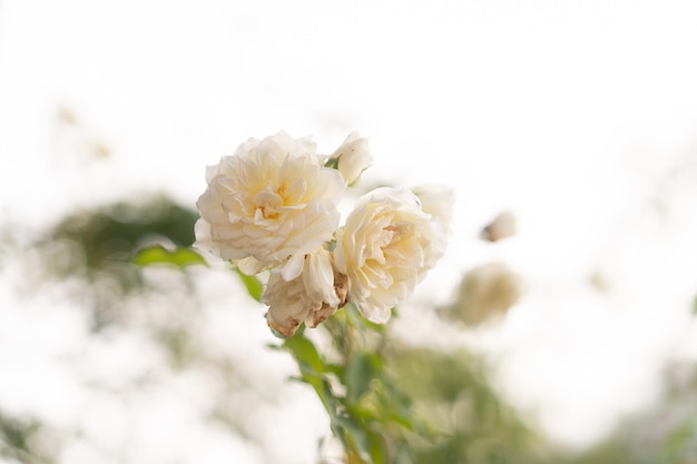 Photo close-up of white cherry blossom