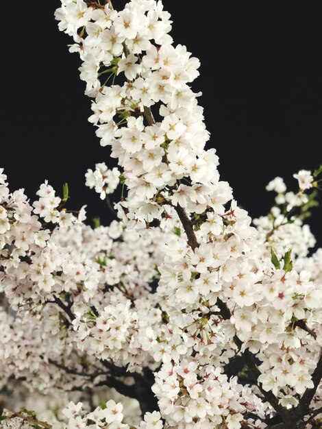 Photo close-up of white cherry blossoms in spring