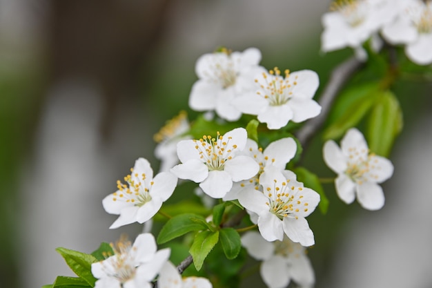 Close up white cherry tree blossom, low angle view