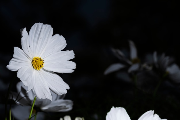 Close-up white cosmos flower on black